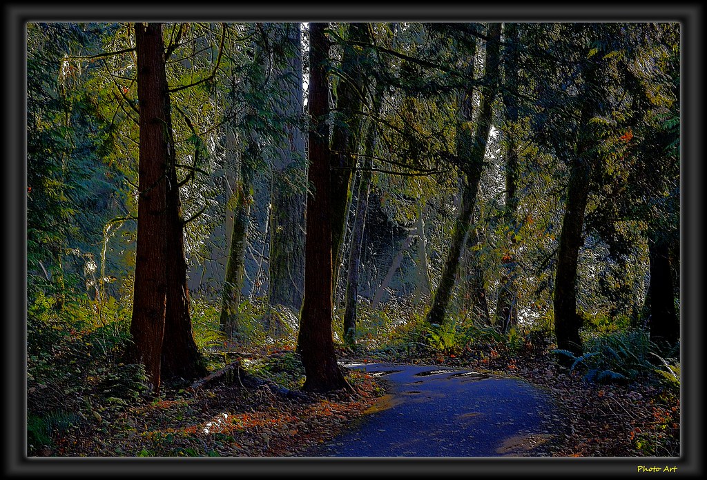 Paved Trail In The Forest